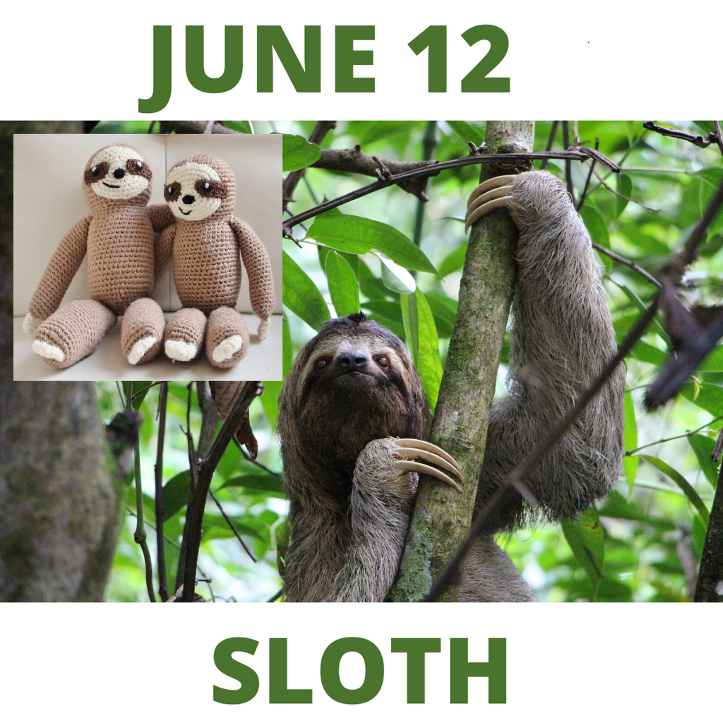 Zoo Blog Hop Day 12 - Jack the Sloth