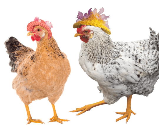 Chicken Bonnet Crochet Pattern - My Fingers Fly